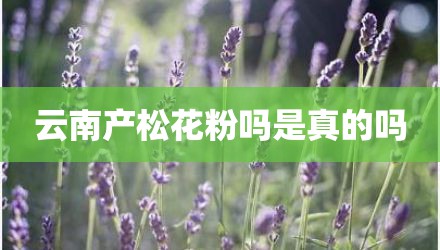 云南产松花粉吗是真的吗