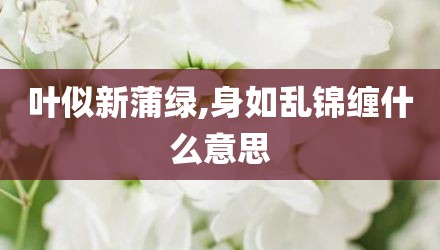 叶似新蒲绿,身如乱锦缠什么意思