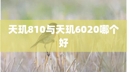 天玑810与天玑6020哪个好