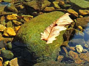 沙溪芒果事件（2012年沙溪芒果事件）