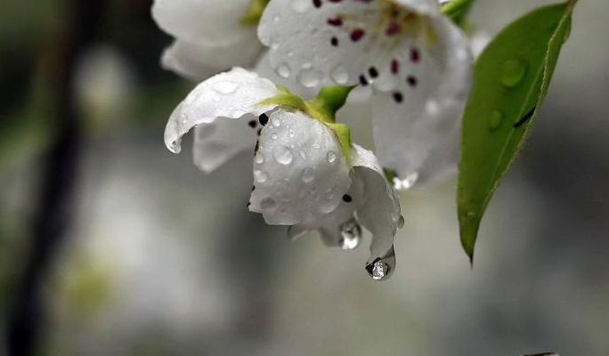 峨嵋山下少人行(一枝梨花春带雨原文？)