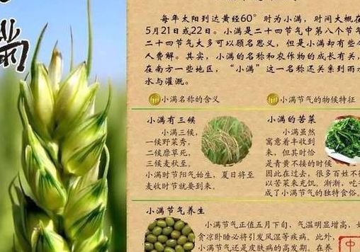 小满节气吃什么传统食物(小满节气吃什么？)