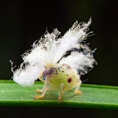 广翅蜡蝉若虫(广翅蜡蝉若虫是益虫吗？)