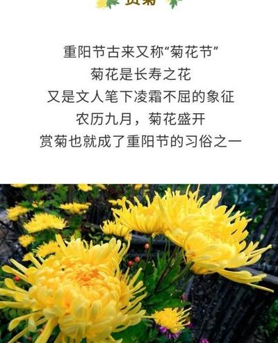 九九重阳打一生肖(重阳节动物习俗？)