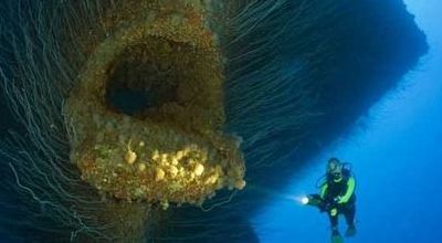 深海100000米以下生物(100000米水下有什么动物？)