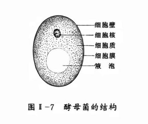 酵母菌的结构（酵母菌的结构简图）