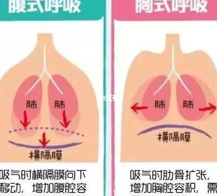 横膈膜呼吸法（横膈膜呼吸法演示图）