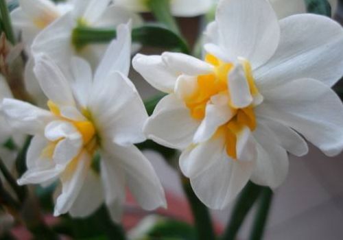 水仙花语（水仙百合花语）