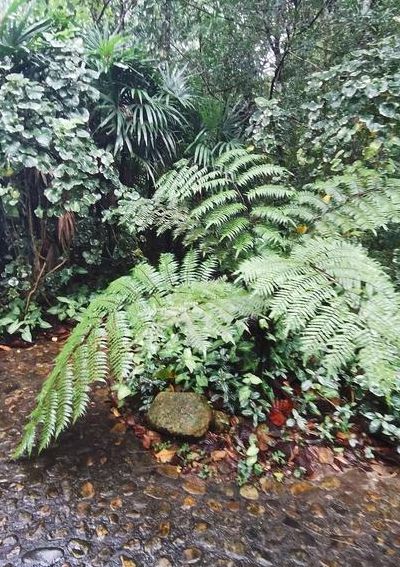 活化石的植物（被称为活化石的植物）