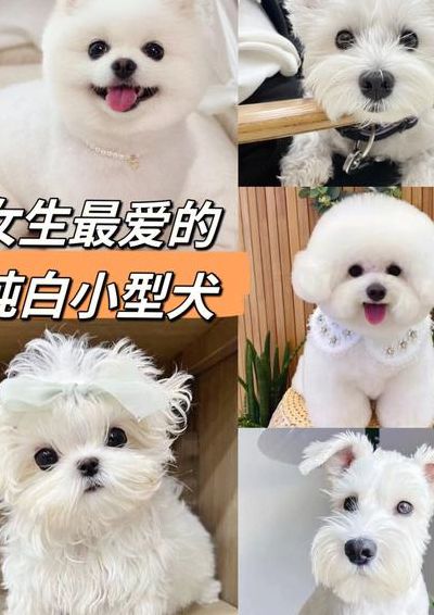 小型宠物狗品种图片(小型犬有多少种？)