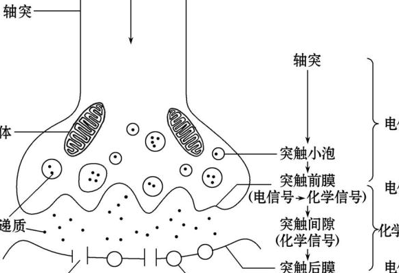 与的结构（轴突末梢参与的结构）