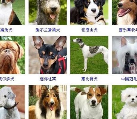 名狗大全（名狗大全100种）