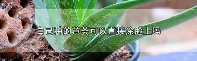 芦荟可以直接涂在脸上吗（芦荟可以直接涂在脸上吗能祛斑吗）