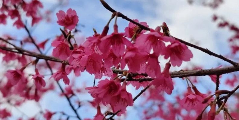 樱花树红色（樱花树红色为什么是三尾狐）