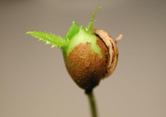 樱花种子（樱花种子怎么种植方法）