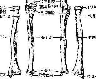 桡骨图片（尺骨与桡骨图片）