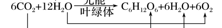 光合作用总反应式（光合作用总反应式高中生物）