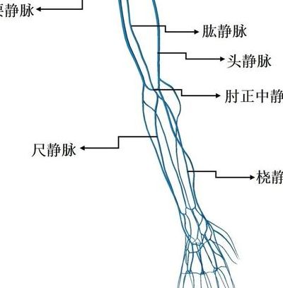 肘正中静脉（肘正中静脉注入哪里）