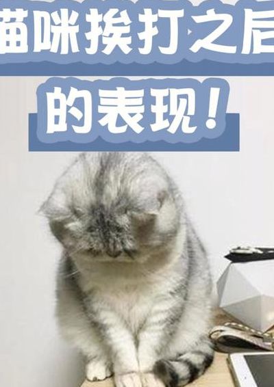 猫被打后记仇还能养吗（猫咪养不熟的表现）