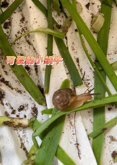 蜗牛是害虫吗（韭菜地里有蜗牛是害虫吗）