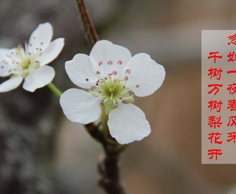 千树万树梨花开全诗（一夜春风来千树万树梨花开全诗）