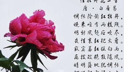 牡丹花的寓意（牡丹花的优美短句）