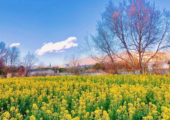 油菜花几月份开花（四川油菜花几月份开花）