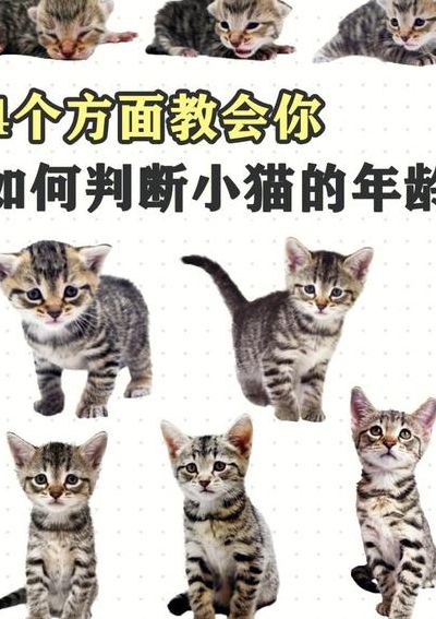 怎么确定猫认主人了（怎么确定猫认主人了视频）