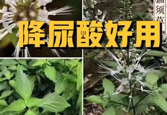 猫须草能长期喝吗（猫须草可以长期服用吗）