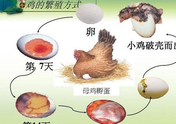 鸡蛋孵化过程（鸡蛋孵化过程图）