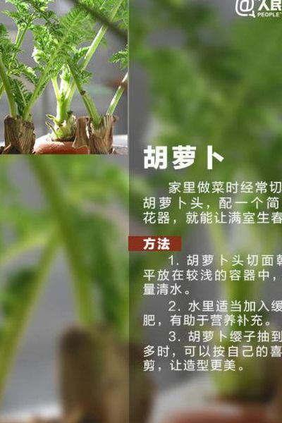 胡萝卜怎么种的简单介绍