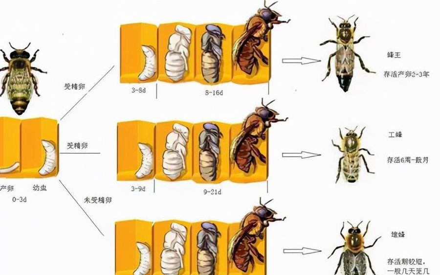 蜜蜂快速繁殖三招（蜜蜂快繁技巧）