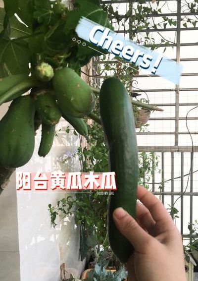 木瓜籽怎么种（木瓜籽怎么种植方法视频）