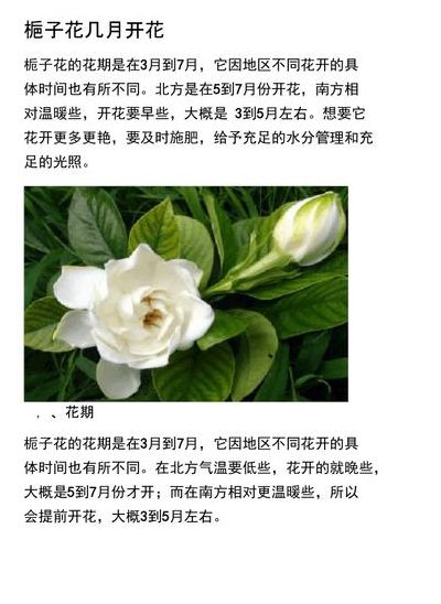 各种花的开放时间（春天里都开什么花）