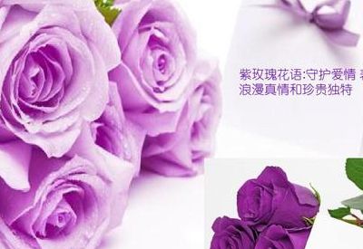 紫色玫瑰花语（玫瑰花不同颜色花语）