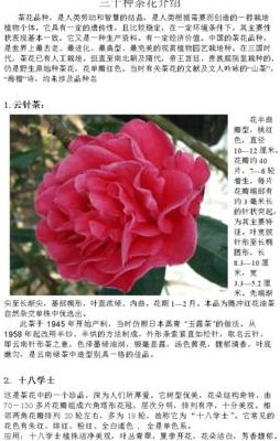 大理茶花种植与养护（大理茶花品种及名称）