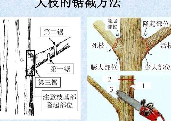 橡皮树的修剪方法图解（橡皮树的修剪方法图解 视频）