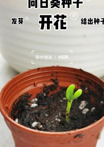 向日葵种子种植方法（向日葵种子种植方法视频）