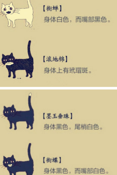 家里进猫代表什么风水（家里进猫是吉还是凶风水）