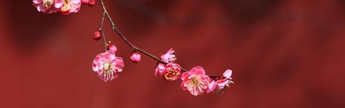 南京市花（南京市花叫什么名字）