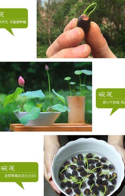 睡莲怎么种植方法图解（睡莲种植方法全过程）