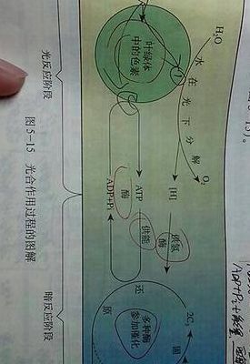 光合作用暗反应（光合作用暗反应方程式）