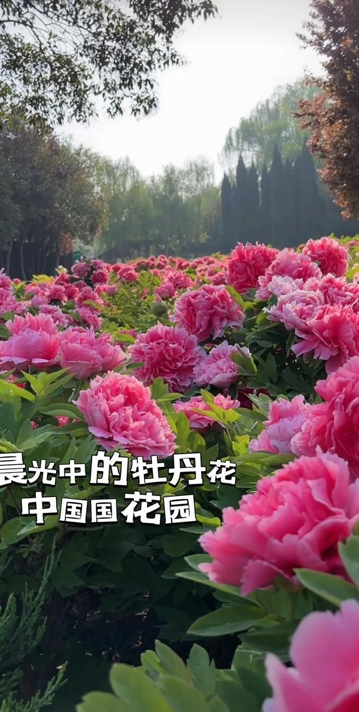 2019洛阳牡丹花会时间（2018洛阳牡丹花会时间）