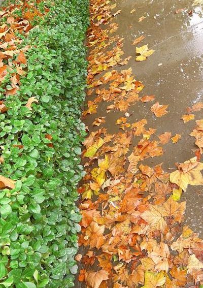 飘洒的秋雨像什么（飘洒的秋雨像什么填空）