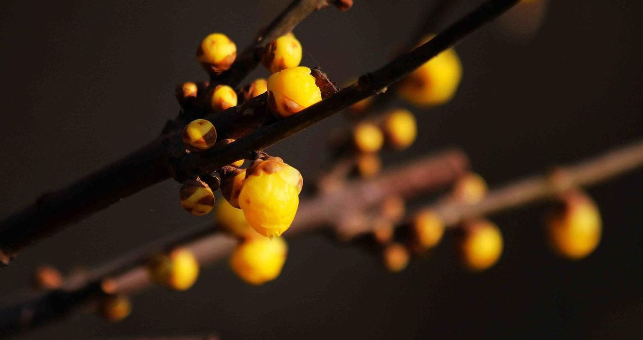 高风亮节是什么花（高风亮节的）