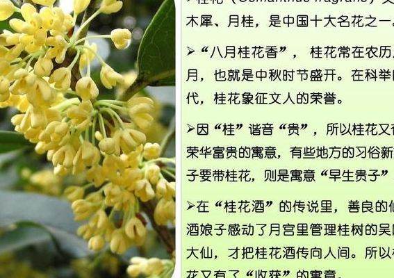 桂花的特点（老金桂花的特点）