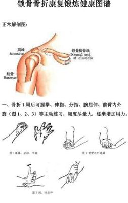 锁骨怎么练（锁骨怎么练才明显图解）