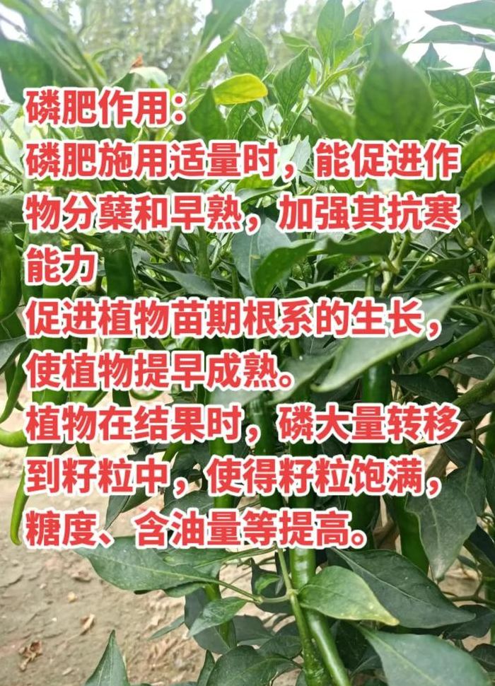 磷肥的作用（磷肥的作用及功能）