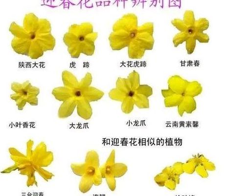 迎春花的特点（迎春花的特点和功效）