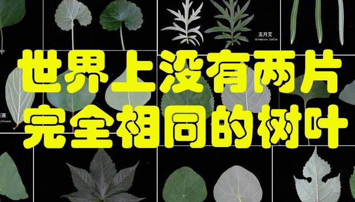 树叶英文（没有两片完全相同的树叶英文）